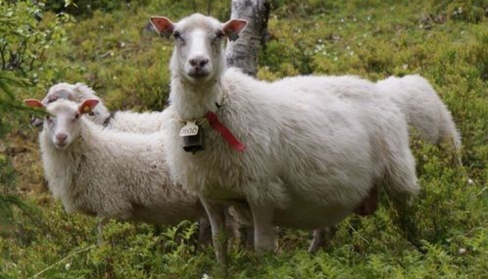 Meld fra om sauer i fjellet
