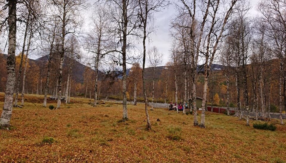Drikkepause i Bjørkeskogen.