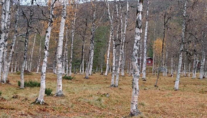 Fine Bjørkelegger. Fine Bjørkelegger.