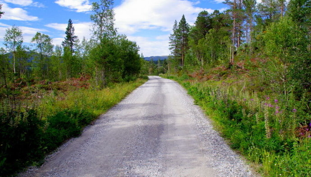 Furuhaugmarkvegen treng vedlikehald for å vere slik. Furuhaugmarkvegen treng vedlikehald for å vere slik.