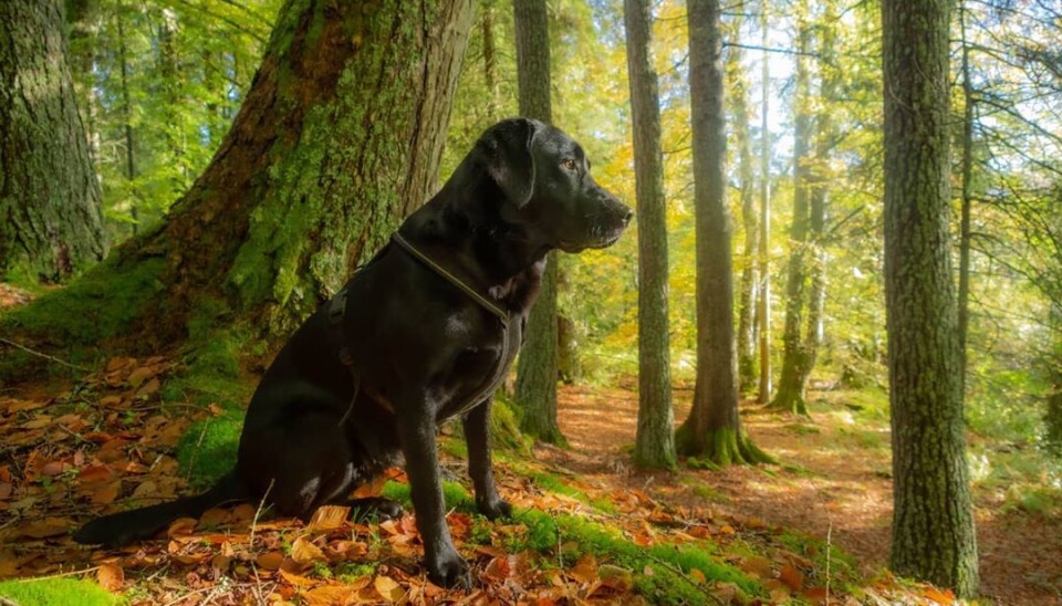 Ayla i Bøkeskogen i Stangvika