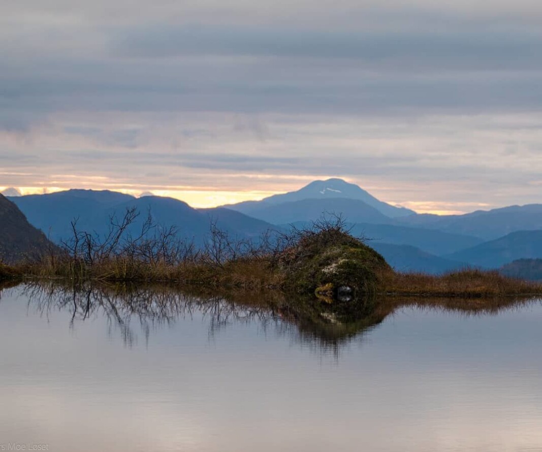 En av høstkveldens mange skapninger #ørnhamran #honnstadknyken #tusserogtroll #skumringstimen #trollheimen En av høstkveldens mange skapninger #ørnhamran #honnstadknyken #tusserogtroll #skumringstimen #trollheimen