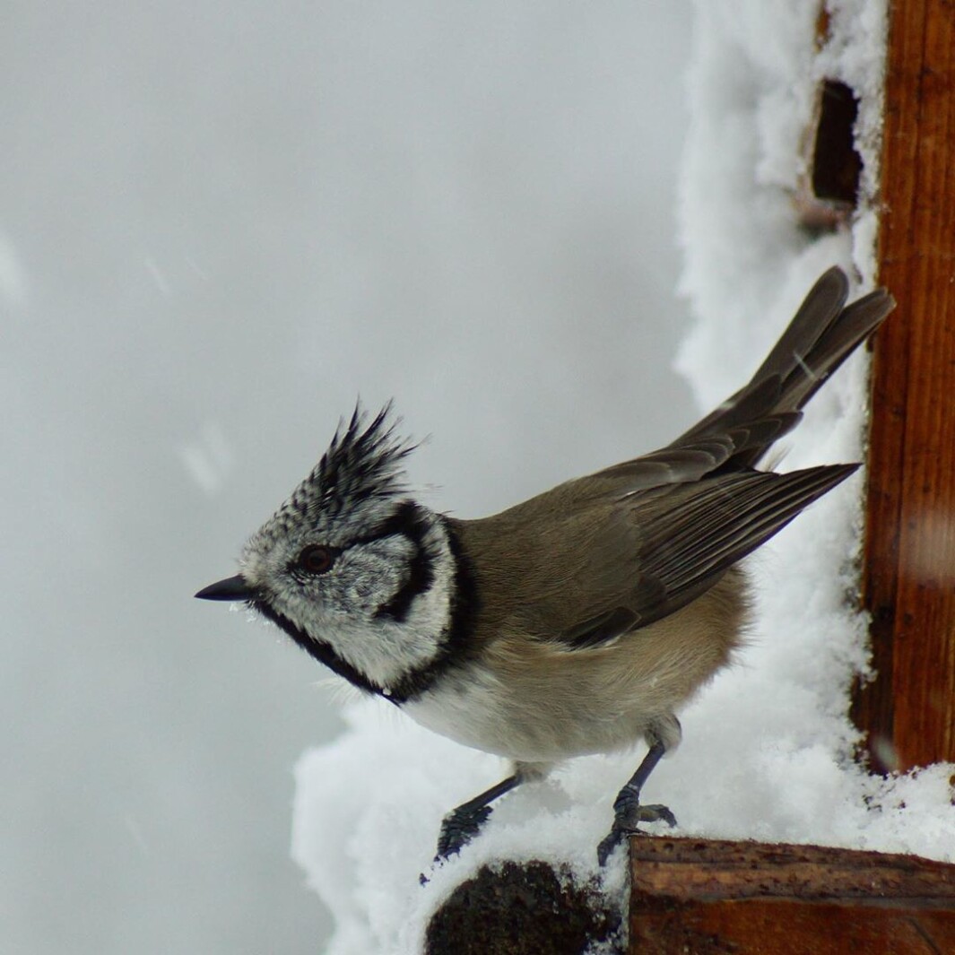 Toppmeis/Crested Tit (Lophophanes cristatus) I snøvær. In snowy weather. Toppmeis/Crested Tit (Lophophanes cristatus) I snøvær. In snowy weather.