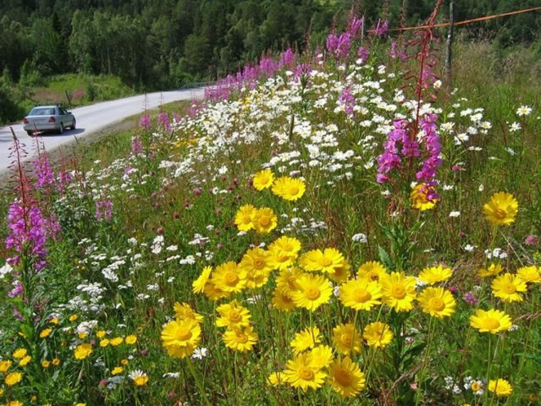 Veikantblomstring, 16. juli 2004 (før kantslåttens tid?). Brubakken, ned mot Mjohølbrua. Veikantblomstring, 16. juli 2004 (før kantslåttens tid?). Brubakken, ned mot Mjohølbrua.