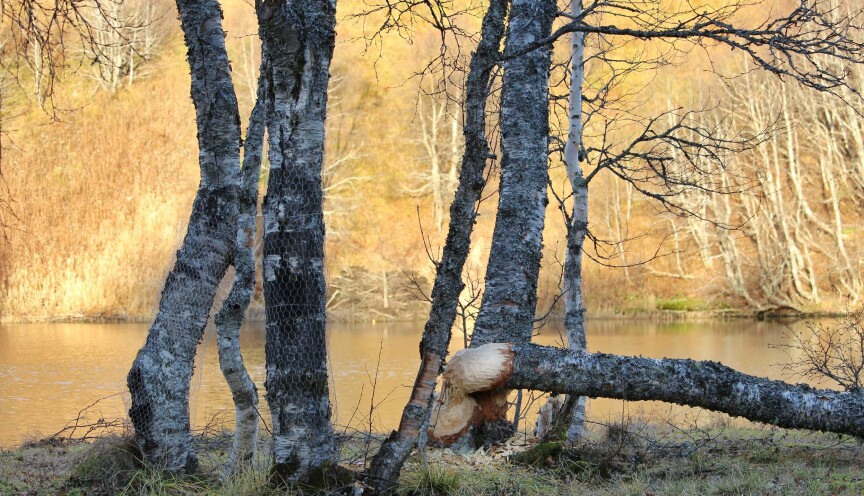 Mellom bjørkene kan du skimte beverhytta på nordsida av Høgåsvatnet.