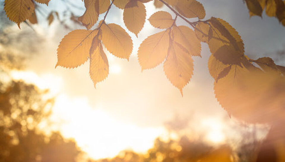 An elm branch with bright yellow leaves on a sunset background in an autumn park. Card, wallpaper, copy space.
