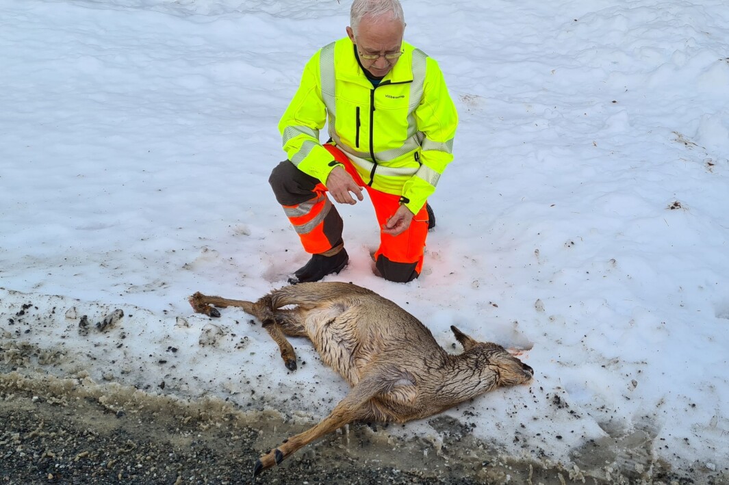 Per Helge Pedersen med påkjørt rådyr. Per Helge Pedersen med påkjørt rådyr.