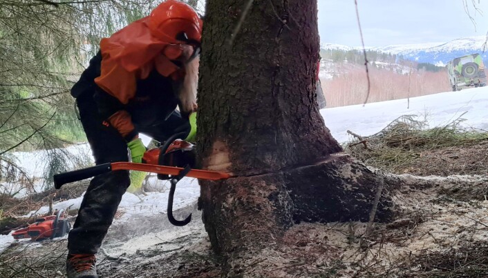 Snart står grana for fall! Rotstokken var 75 cm og sverdet på saga 13''. Snart står grana for fall! Rotstokken var 75 cm og sverdet på saga 13''.