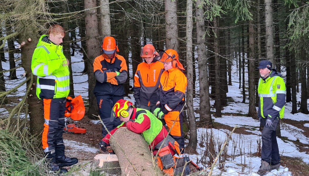 Det første treet er felt, og Ingebrigt studerer kuttet. Det første treet er felt, og Ingebrigt studerer kuttet.
