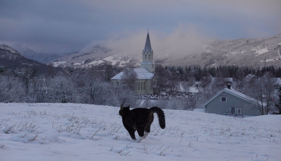 Både dyr og folk trives bedre i snøen enn på hålka. Katten Luna var med på hele runden om Rindal Kirke og Rindalsholt. Både dyr og folk trives bedre i snøen enn på hålka. Katten Luna var med på hele runden om Rindal Kirke og Rindalsholt.