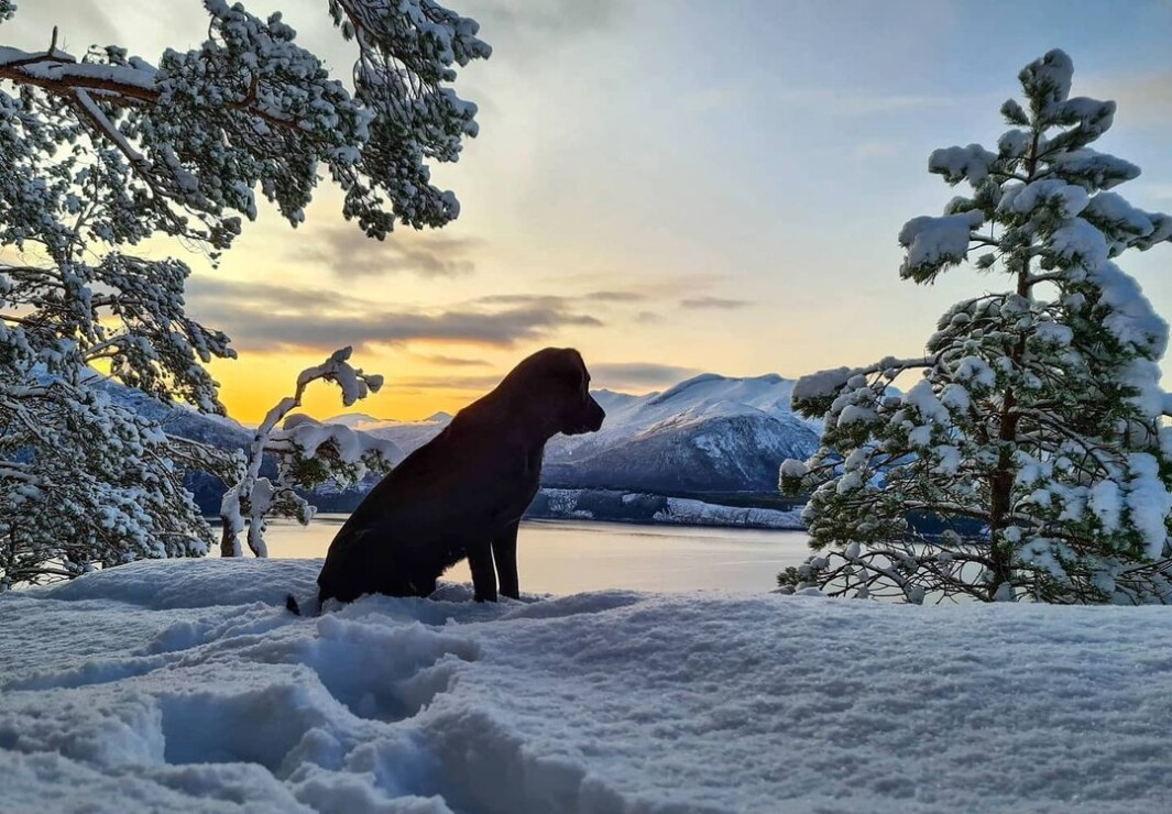 1. juledag og skikkelig julestemning på tur🥰 1. juledag og skikkelig julestemning på tur🥰