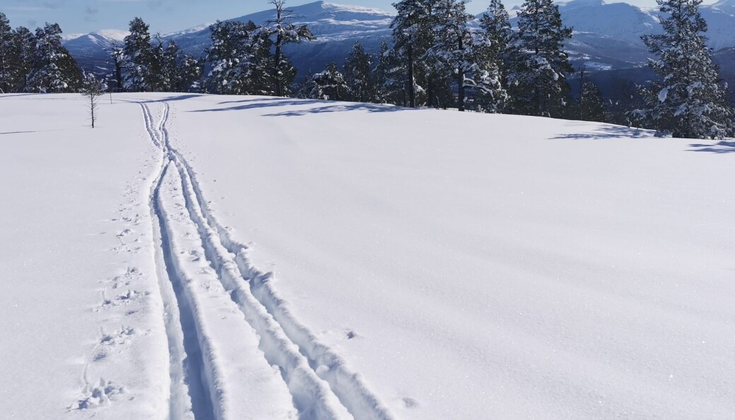 Stikk UT! Ski er i gong! Bildet er teke på veg mot Garthøglia ein tidlegare sesong Stikk UT! Ski er i gong! Bildet er teke på veg mot Garthøglia ein tidlegare sesong