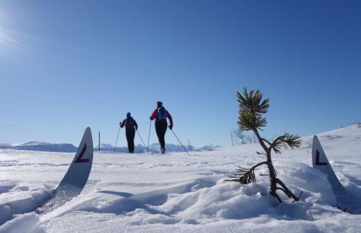 Månedens tur i februar går til Finnråa i Tørsetmarka. Månedens tur i februar går til Finnråa i Tørsetmarka.