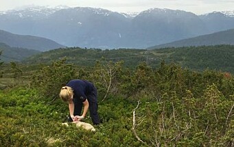 Rovvilt tok færre sauer i 2020, men tapene var størst i Trøndelag