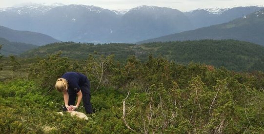 Statens naturoppsyn, Miljødirektoratets feltorgan, er ansvarlig for kadaverundersøkelsene og å påvise rovviltskade. Statens naturoppsyn, Miljødirektoratets feltorgan, er ansvarlig for kadaverundersøkelsene og å påvise rovviltskade.