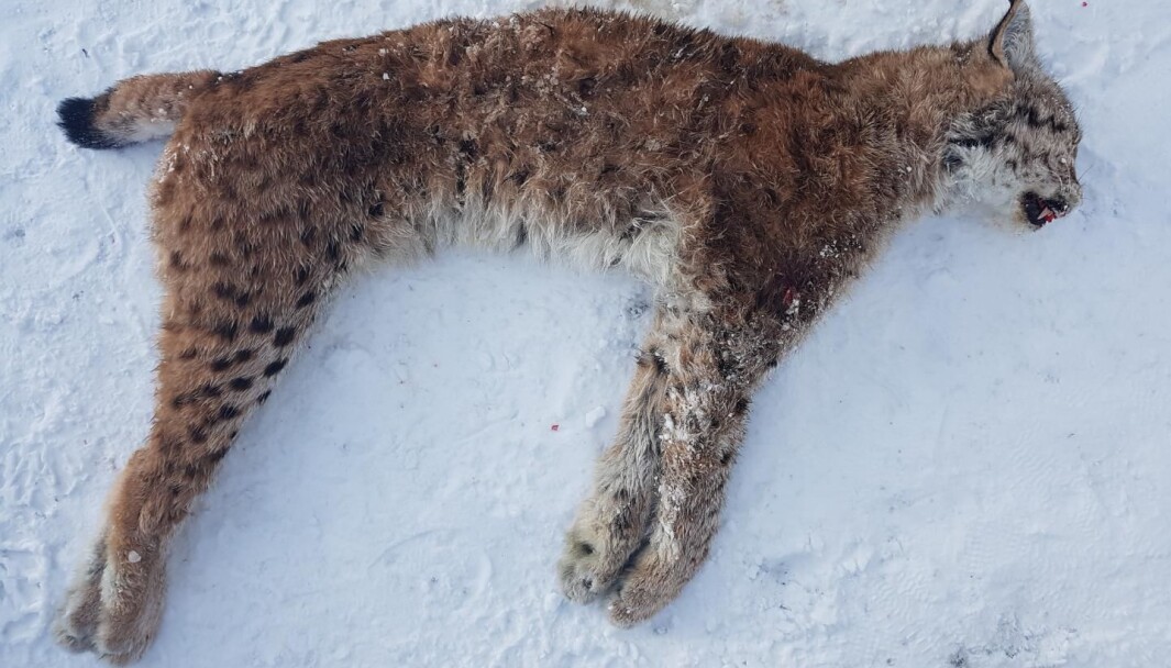 Hunngaupe, 15,7 kg, skutt i Bøfjorden 01.02.21 Hunngaupe, 15,7 kg, skutt i Bøfjorden 01.02.21