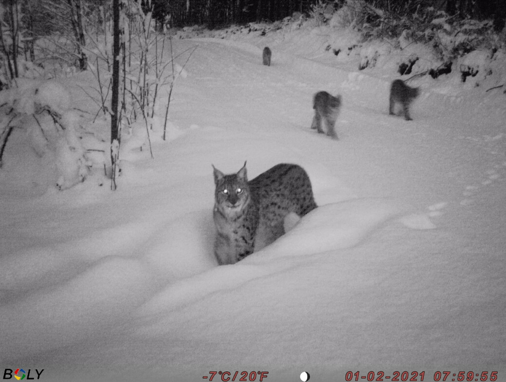 Hunngaupe med tre unger fanget på viltkamera Hunngaupe med tre unger fanget på viltkamera