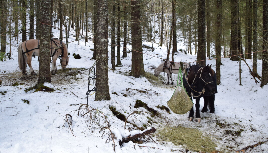 Hestene koser seg også i pausen. Hestene koser seg også i pausen.