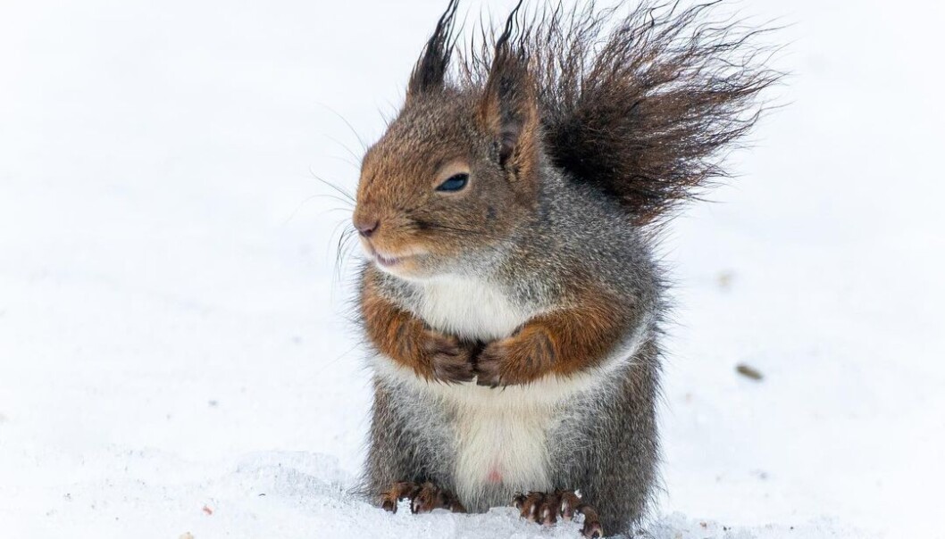 kjetilrim#squirrellove #winterwildlife #norsknaturpåsittbeste kjetilrim#squirrellove #winterwildlife #norsknaturpåsittbeste
