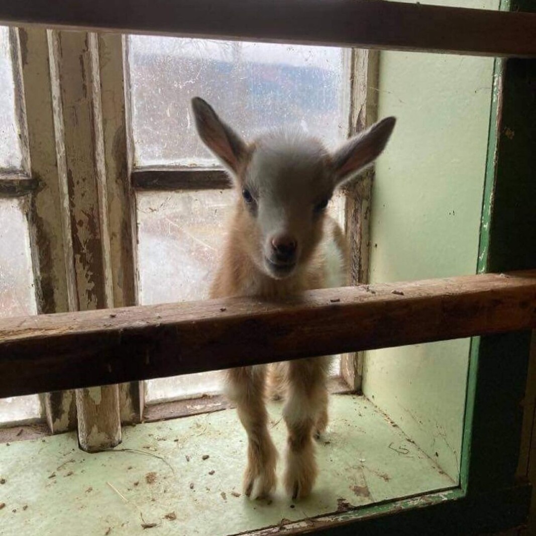 Bambi har visst flyttet inn i vinduskarmen😄 Bambi har visst flyttet inn i vinduskarmen😄