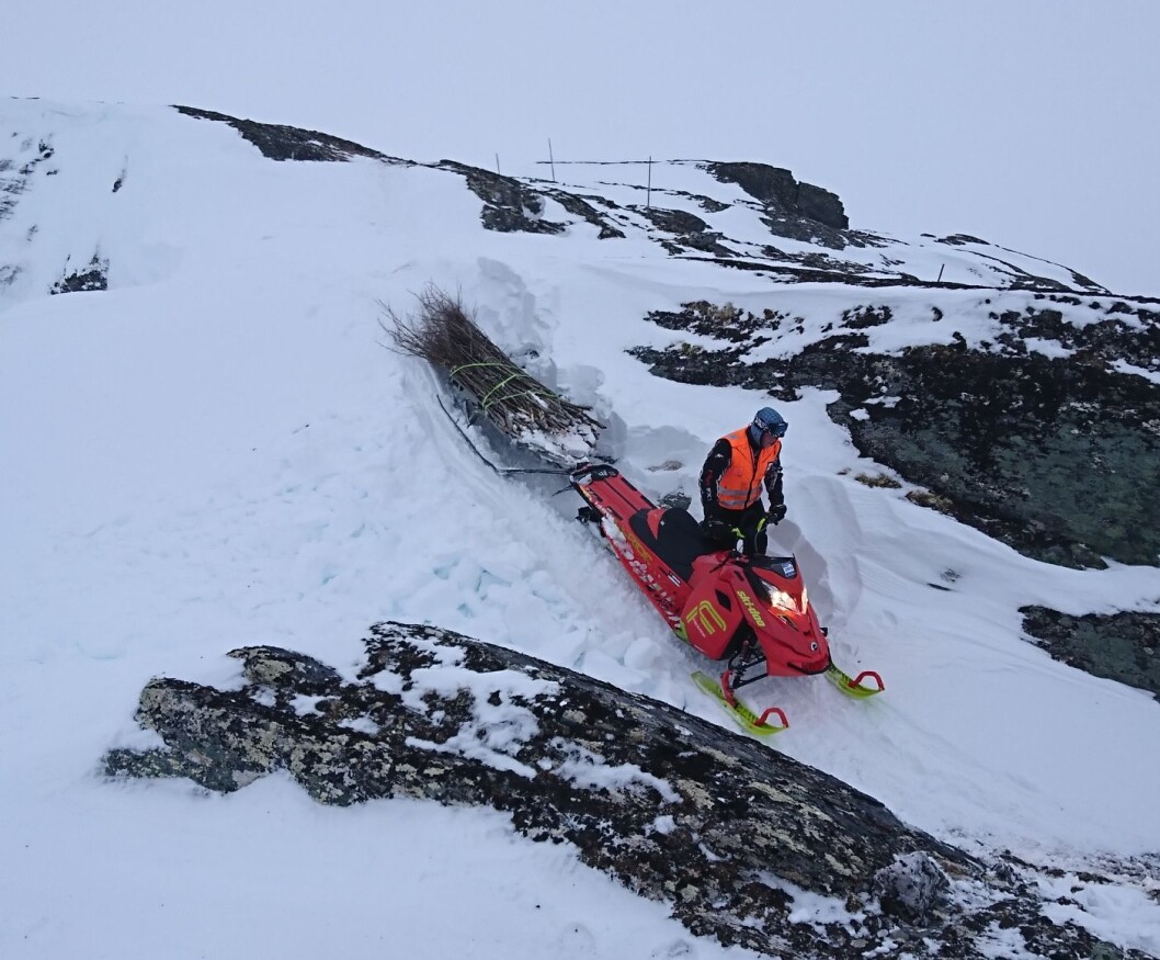 Fra merking av trekanten i Trollheimen Fra merking av trekanten i Trollheimen
