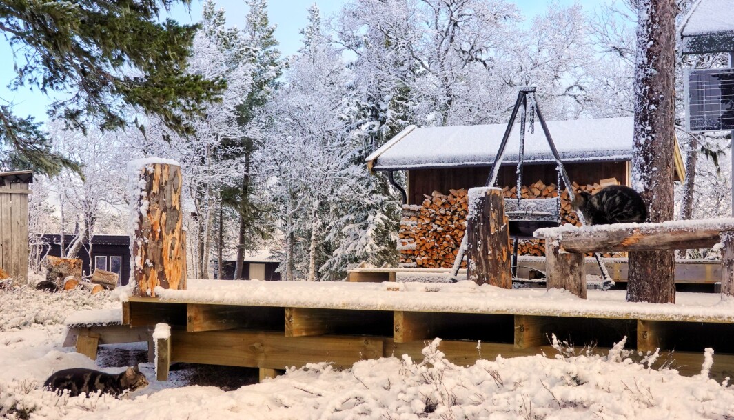 Straks det ble litt sol og nysnø, kom også lekelysten fram hos Luna og MaxMonsen. Straks det ble litt sol og nysnø, kom også lekelysten fram hos Luna og MaxMonsen.