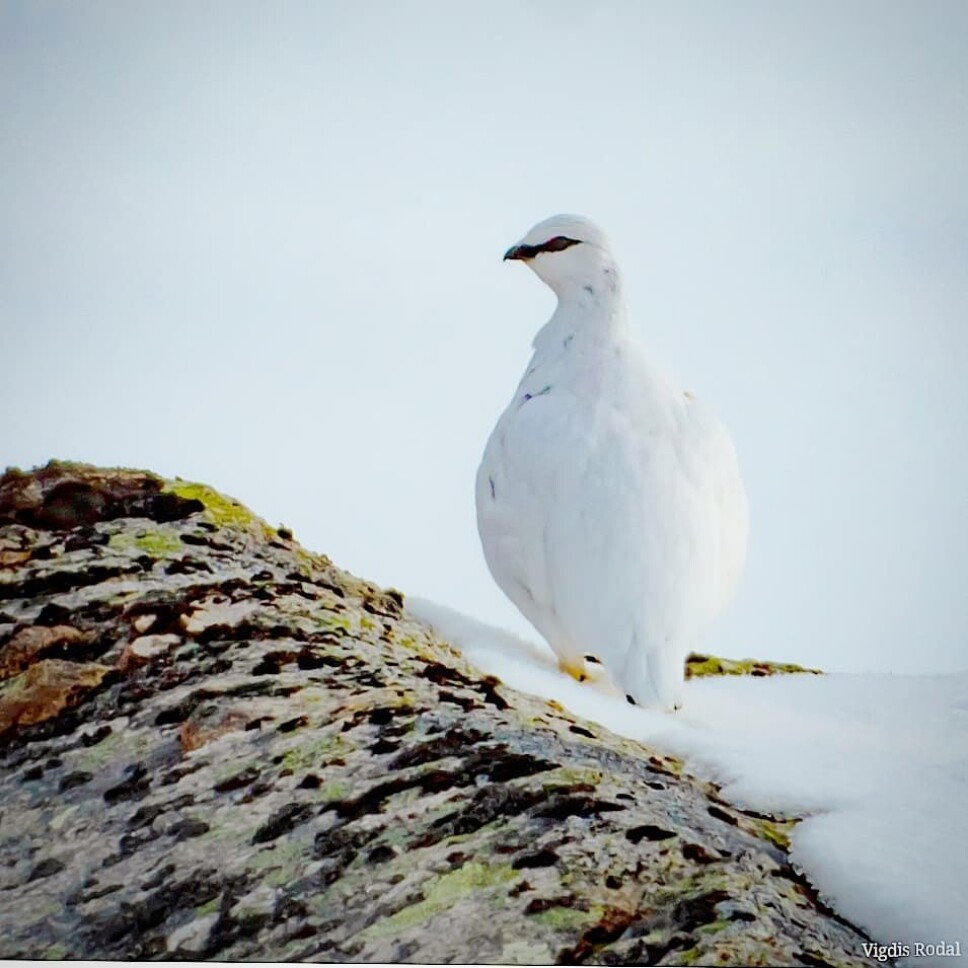 Rypa kakla så fint i fjellet i helgen, men ikke så enkel å få øye på i den hvite vinterdrakten sin ❄🕊 ***