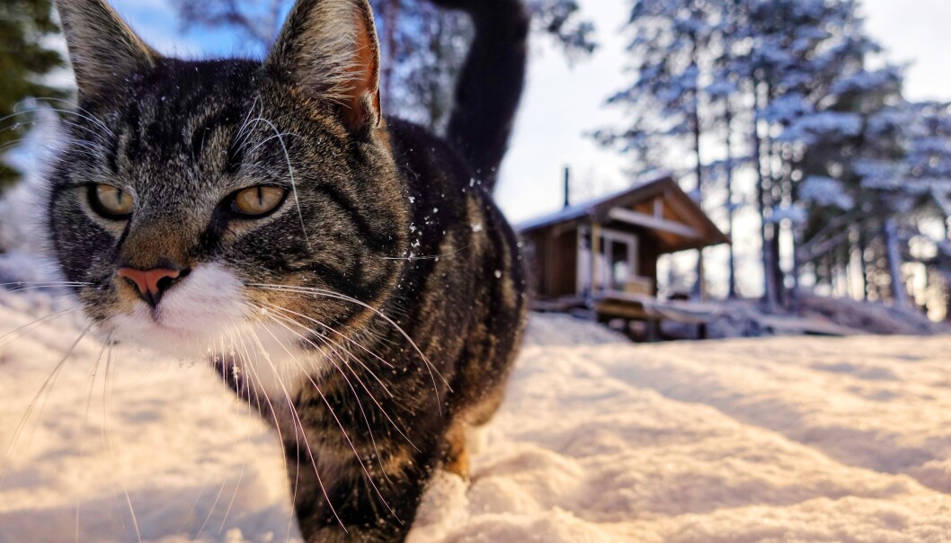 MaxMonsen er den late katten vår. Han har ikke forstått at det lønner seg å komme oppi fanget for å få kos, er han i kosehumør, da legger han seg litt unna beina dine og ruller seg. Tvillingene Max og Luna er helt like i pelsen, men Max har svart nese, nesten bart, mens Luna har hvit nese. MaxMonsen er den late katten vår. Han har ikke forstått at det lønner seg å komme oppi fanget for å få kos, er han i kosehumør, da legger han seg litt unna beina dine og ruller seg. Tvillingene Max og Luna er helt like i pelsen, men Max har svart nese, nesten bart, mens Luna har hvit nese.