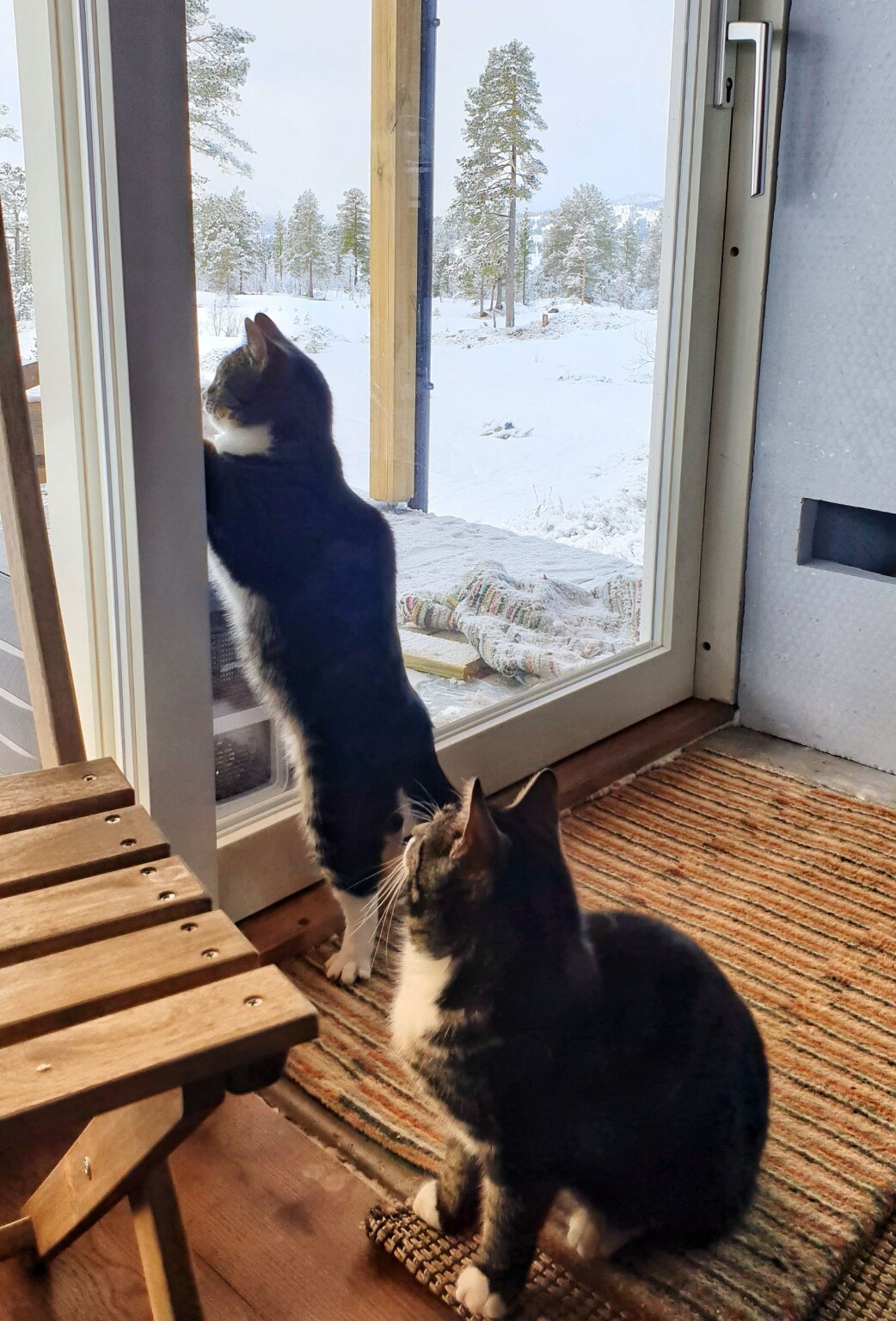 Matmor synes det er veldig praktisk at kattene fanger fluer og mus. Luna er mest effektiv. Matmor synes det er veldig praktisk at kattene fanger fluer og mus. Luna er mest effektiv.