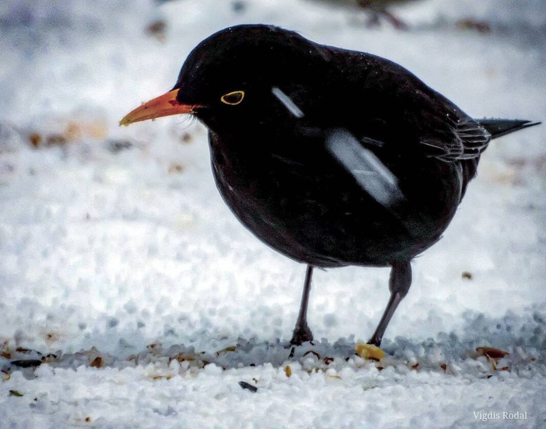 "Gjøk og sisik, trost og stær synger alle dage"....særlig! "Gjøk og sisik, trost og stær synger alle dage"....særlig!