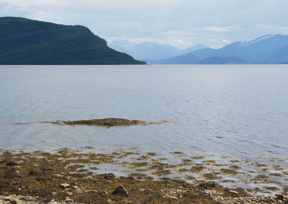 Denne «flesa» (flua) i sjøkanten har nok gjeve namn til plassen. I bakgrunnen Neslandet og Ålvundfjorden.
