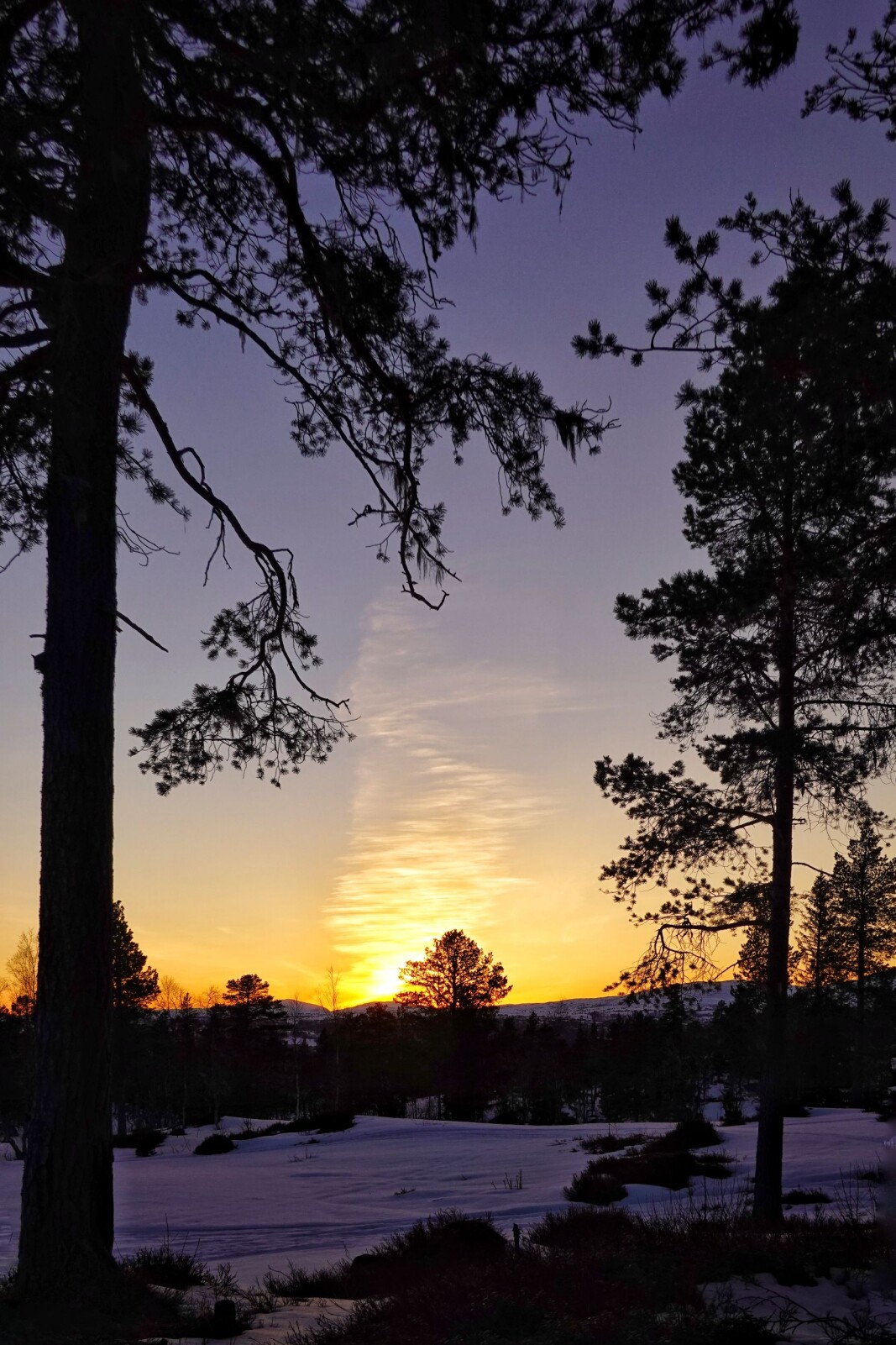 <p>Fargerik himmel over Tørsetmarka, etter at orrfuglene hadde avslutta festen og sola gått ned.</p><p><br></p> <p>Fargerik himmel over Tørsetmarka, etter at orrfuglene hadde avslutta festen og sola gått ned.</p><p><br></p>