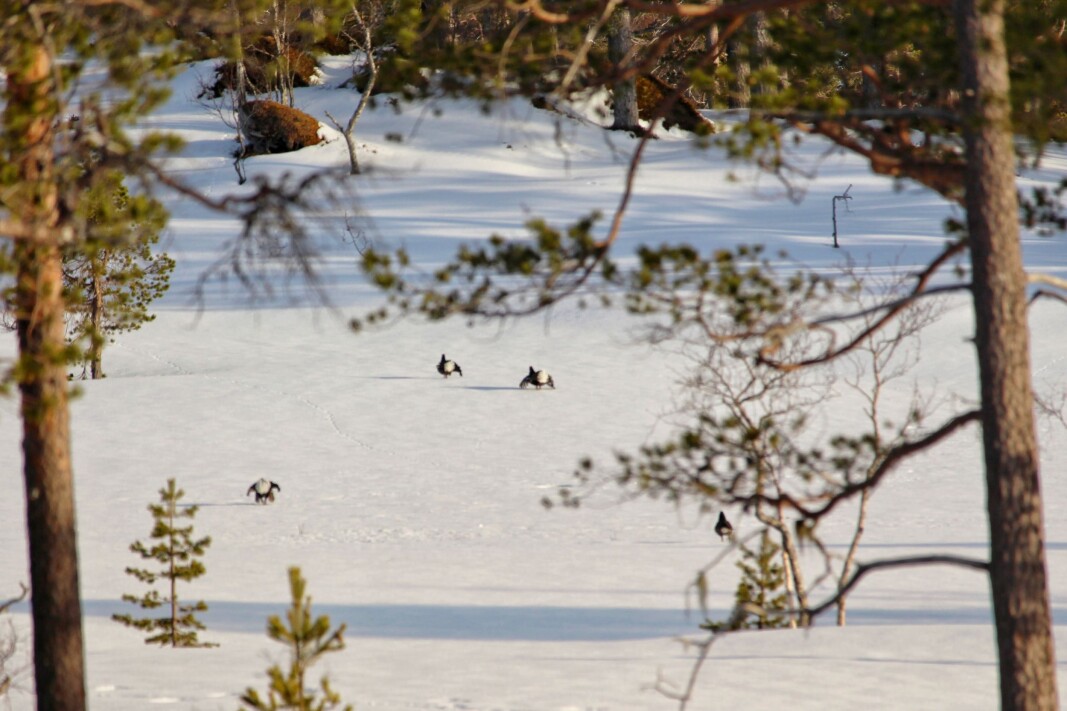 Fotografen har utsikt til den "hemmelige" orreleikmyra fra verandaen på hytta si. Fotografen har utsikt til den "hemmelige" orreleikmyra fra verandaen på hytta si.