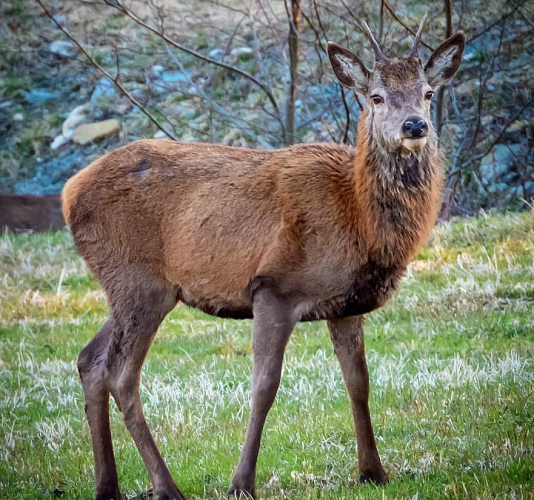Kjekt å se hjorten på nært hold igjen🦌. hjort. skog. vigdisrodal_photography på Instagram Kjekt å se hjorten på nært hold igjen🦌. hjort. skog. vigdisrodal_photography på Instagram