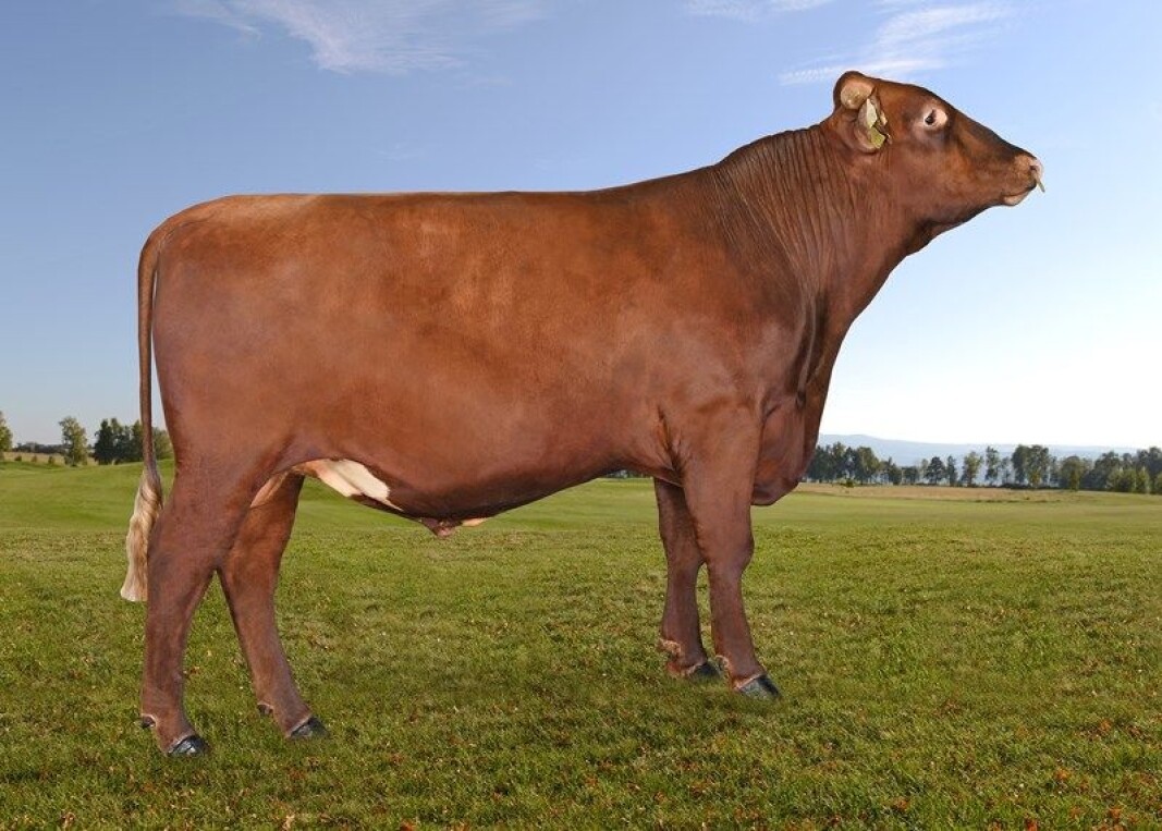 12154 Lomunddal fra Rindal 12154 Lomunddal fra Rindal