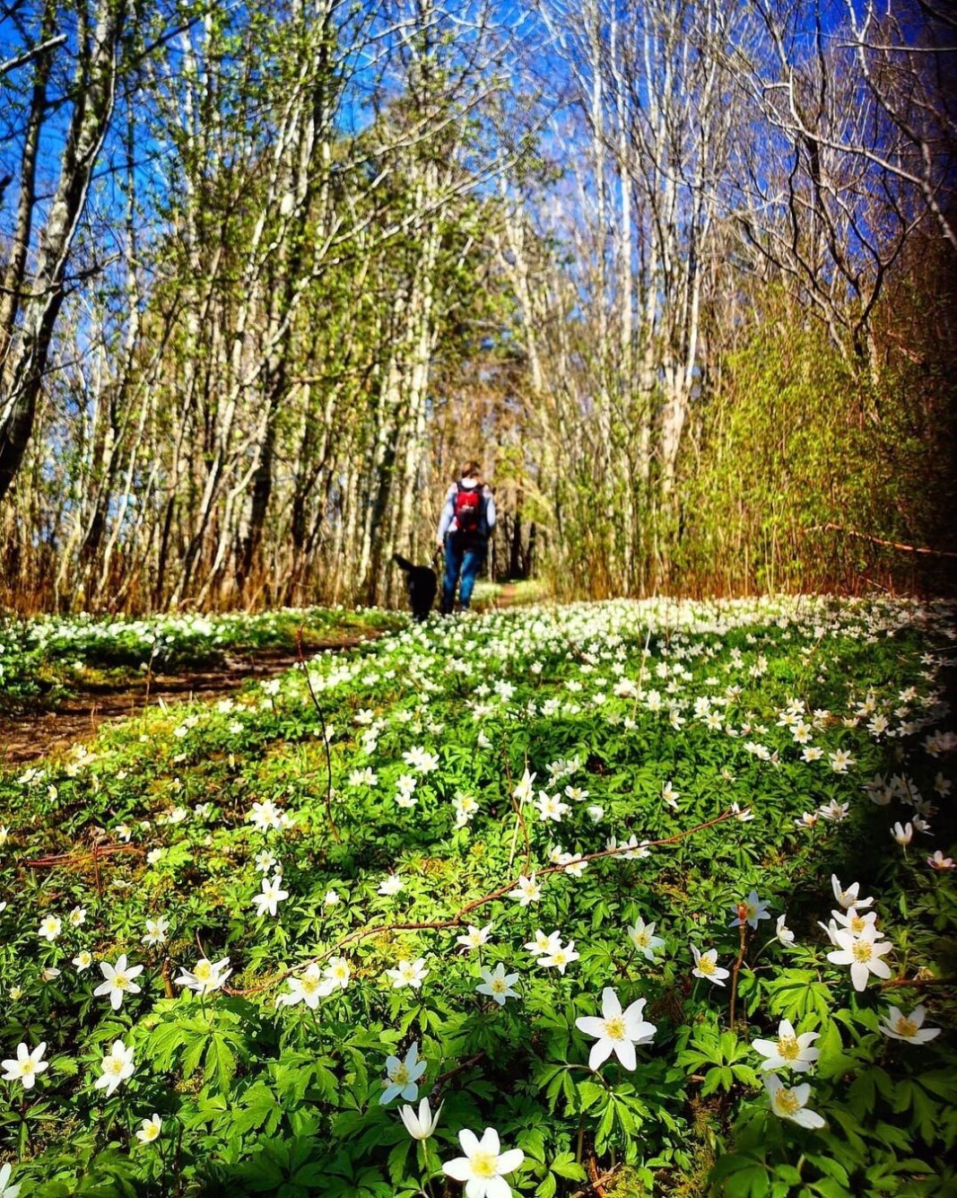 Vårskogen🤩 på tur til Kvalnesvika. 😊 #bøfjorden Vårskogen🤩 på tur til Kvalnesvika. 😊 #bøfjorden