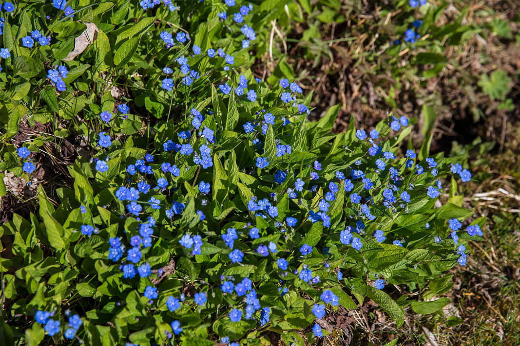 Frodig natur. Frodig natur.