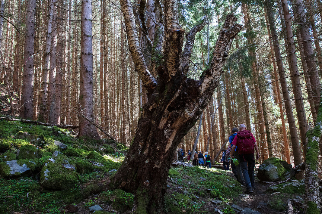 Gjennom frodig og gammel skog. Gjennom frodig og gammel skog.