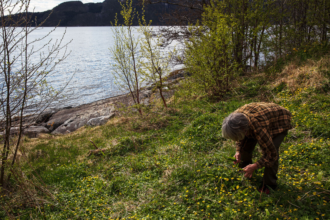 Mykje ramslauk å finne på turen. Mykje ramslauk å finne på turen.