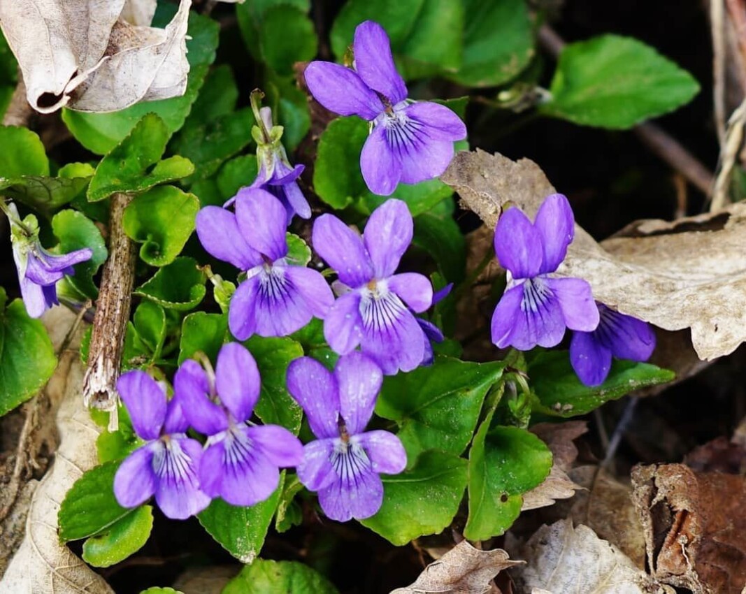 Vårblomster #skogfiol Vårblomster #skogfiol