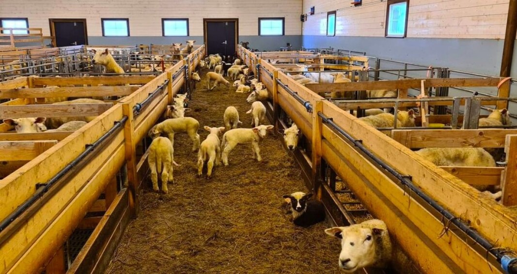 Det går mot vår og utslepping for over 400 sauer og lam frå nabofjøset Det går mot vår og utslepping for over 400 sauer og lam frå nabofjøset