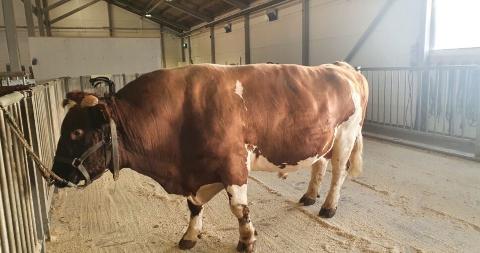 Oksen 11690 Roen