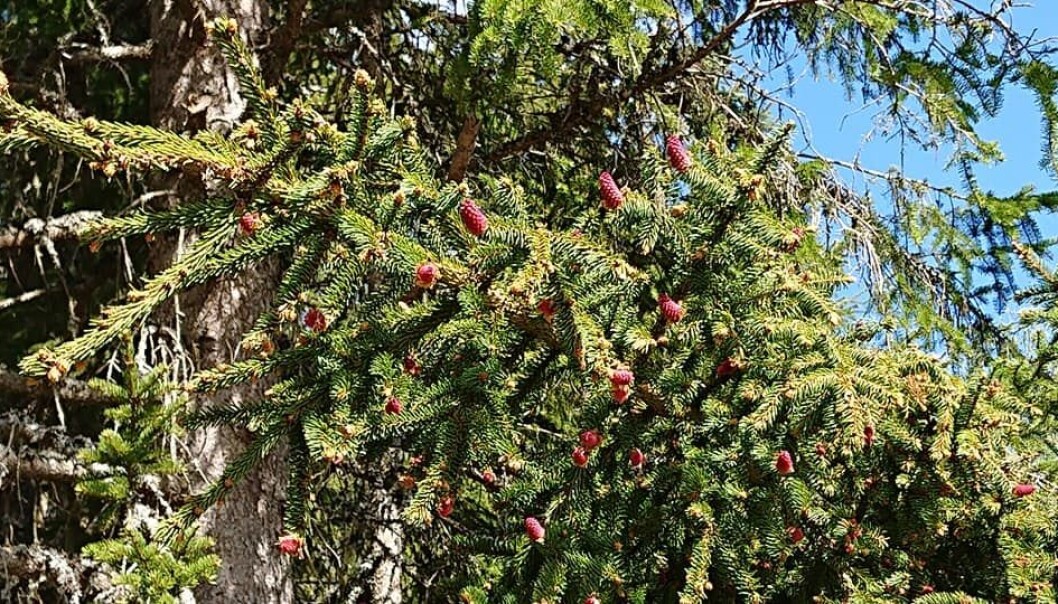 Grana blomstrer. Grana blomstrer.