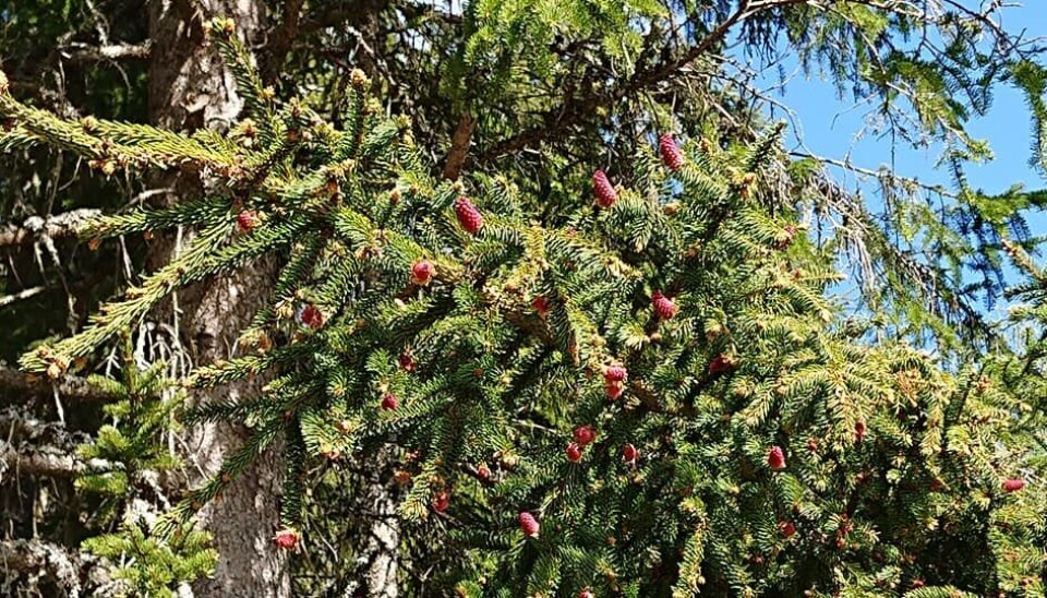 Grana blomstrer. Grana blomstrer.