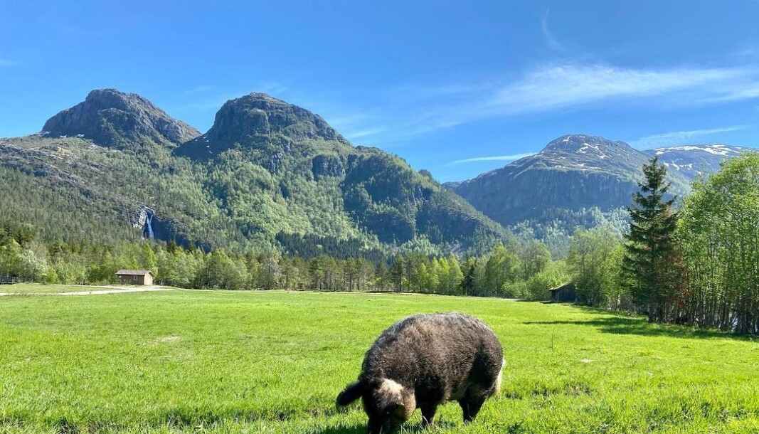Kårvatn fjellgard og Nauståfossen Kårvatn fjellgard og Nauståfossen