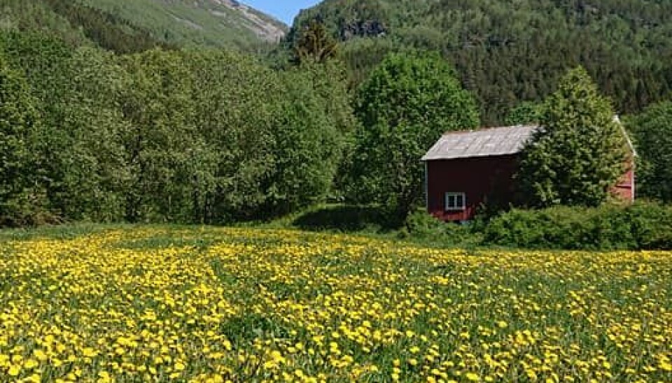 Løvetann er da litt fin Løvetann er da litt fin