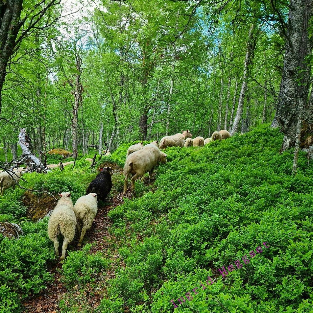 Sommerferie for 🐑🐑🐑. #sau Sommerferie for 🐑🐑🐑. #sau
