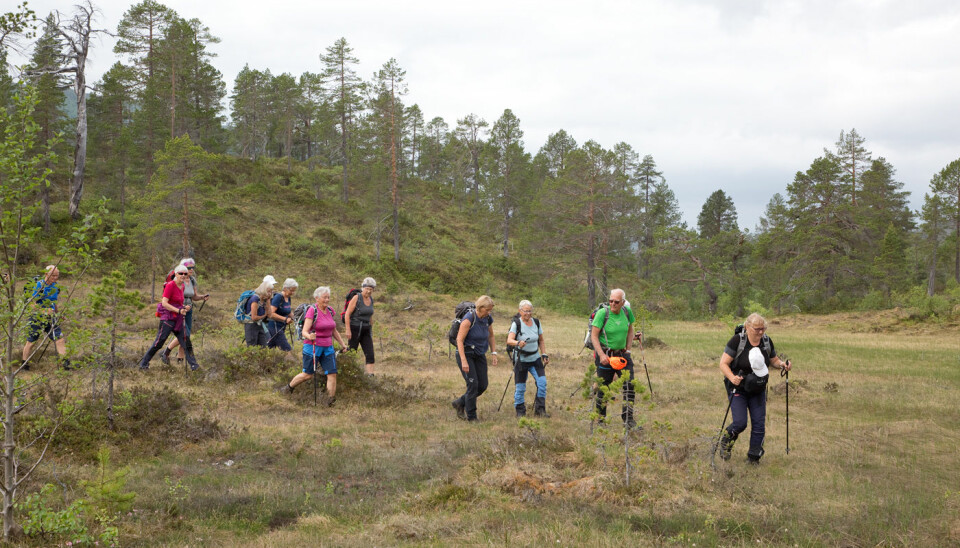 På vei fra Hallmyra til Vassdalen. 27 turgåere fikk en god og varm dag til fjells.