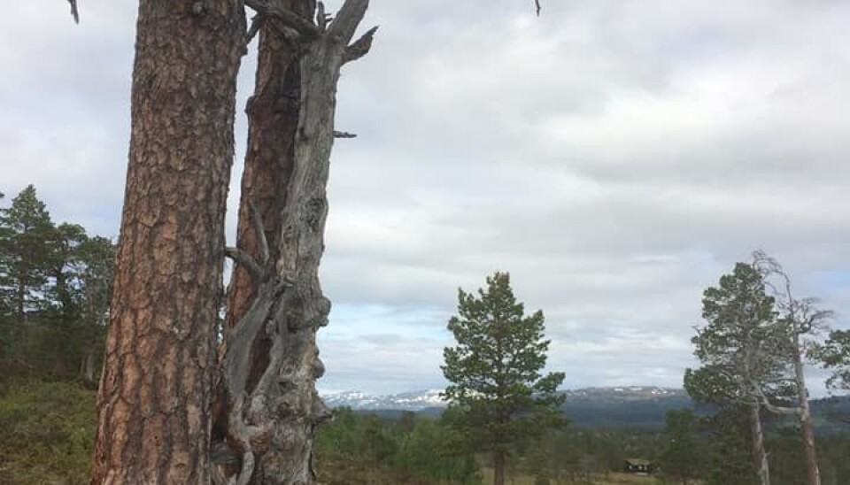 Kløvertur i fint vær
