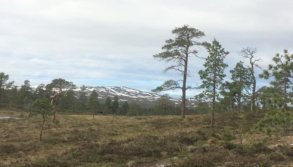 Kløvertur i fint vær